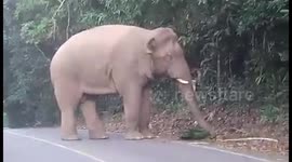 Superstar elephant approaching cars