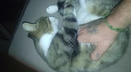 The cat that doesn't know how to purr