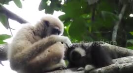 Mother and baby monkey
