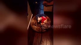 Newsflare Edit - BC Storm Woes (Chihuahua refusing to go for a walk)