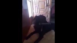Dog 'cries' when he finds out owner is leaving town for a while