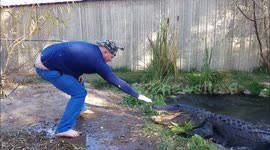 Alligator handler tries to play 'Pokemon' with real alligator