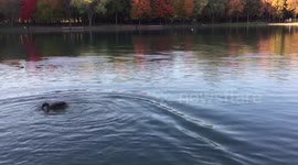 Newsflare Edit - Man tells duck it is 'running late' prompting a comical rush