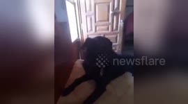 Newsflare Edit - Dog cries after his owner is leaving for a long time..