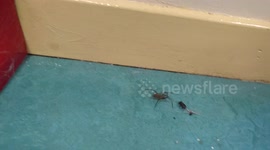 spider vs beetle