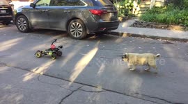 Man walks blind dog with remote control car