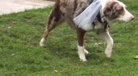 Dog acts as ring bearer at wedding but gets a bit confused