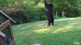 Huge black bear tries to eat from bird feeder