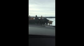 Only in Canada... Large cattle herd block country road