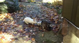 Two bunnies fight over food