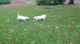 Dogs tug a war