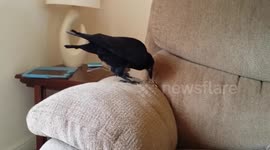 'Cheeky' rook 'steals' money from owner