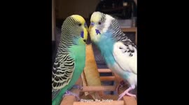 Budgie loves annoying his brother with kisses