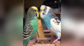 Newsflare Edit - Budgie loves annoying his brother with kisses