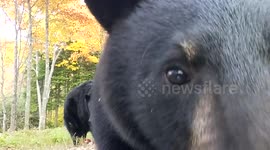 Curious bear 'attacks' photographer's camera