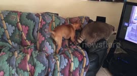 2 raccoons and a puppy