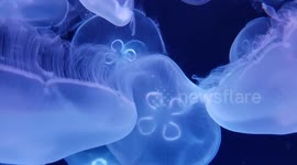 Aquarium jellyfish put on beautiful night display
