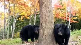 Curious bear 'attacks' photographer's camera in Acadieville, New Brunswick, Canada