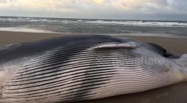 Large whale washes up on Norfolk beach