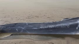 Large whale washes up on Norfolk beach