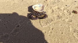 Crab From Black Sea