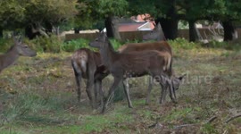 Red deer roam the park during the autumnal rutting season at Richmond park