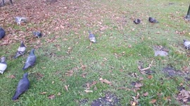 Funny pigeon