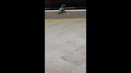 pigeons fighting
