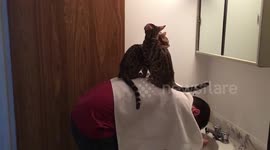 Bengal Cat Leaps on Top of Door
