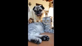 Pugandcat : Sunday Luvin