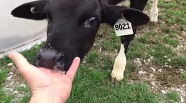 Calf sucks man's finger like udder