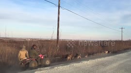Sled dogs pull buggy along road in Alaska