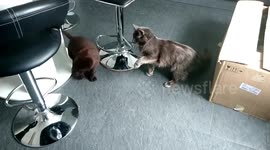 Cats and dogs friendship