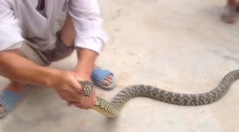 Catch a large king rat snake