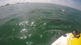 Jet skier gets surprise visit from pod of dolphins