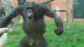Chimpanzee seems to be having a bad day