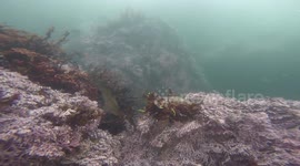 Sea Lion hunting for food