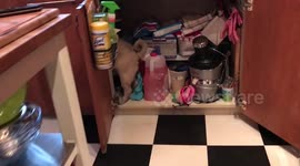 Blind and 'crafty' pug keeps eating out of owners' bins