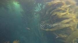 Sea Lions playing in Monterey, CA, Kelp Forest