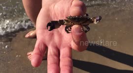 Mr Crab