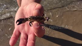 Crabs