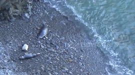 Seals and suckling pups on Pembrokeshire coast, October 2016