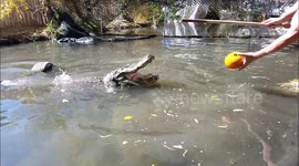 Charlie the alligator bites a pumpkin