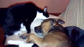 L'amour entre chiens et chats