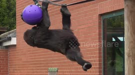 Baby gorilla doing pull ups to get his food