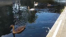 Test please ignore (unless you are looking for stock footage of swans)