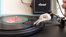 Birdie Song (Birdie Dance) Played with a Bird Skull