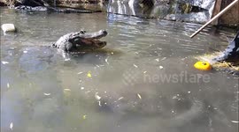 Charlie the alligator bites a pumpkin showing off his super strong jaw strength