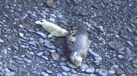 Seals and suckling pups on Pembrokeshire coast