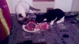 chaton qui fait un bruit étrange en mangeant